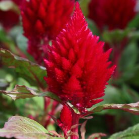 Red Bronze Leaf Kimono, Celosia Seeds